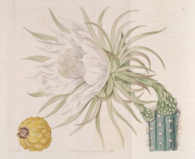 Harrisia gracilis by Edwards